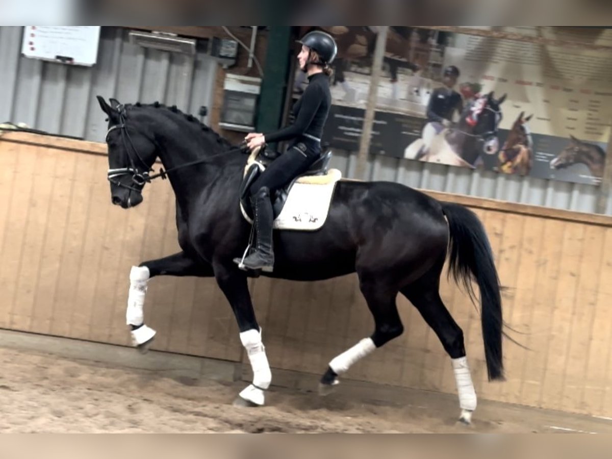 Hannover Castrone 6 Anni 171 cm Morello in D&#xE4;tgen
