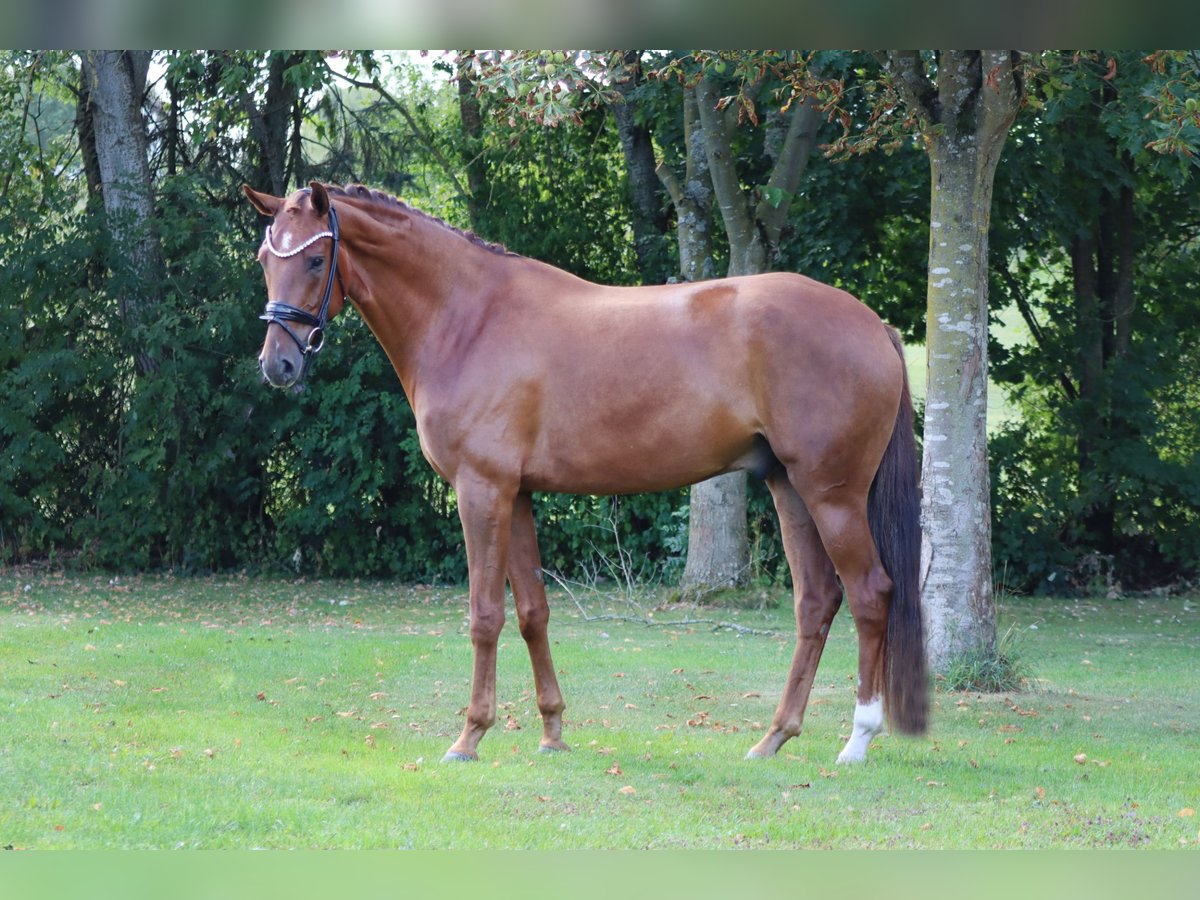 Hannover Castrone 6 Anni 171 cm Sauro in B&#xF6;rrstadt