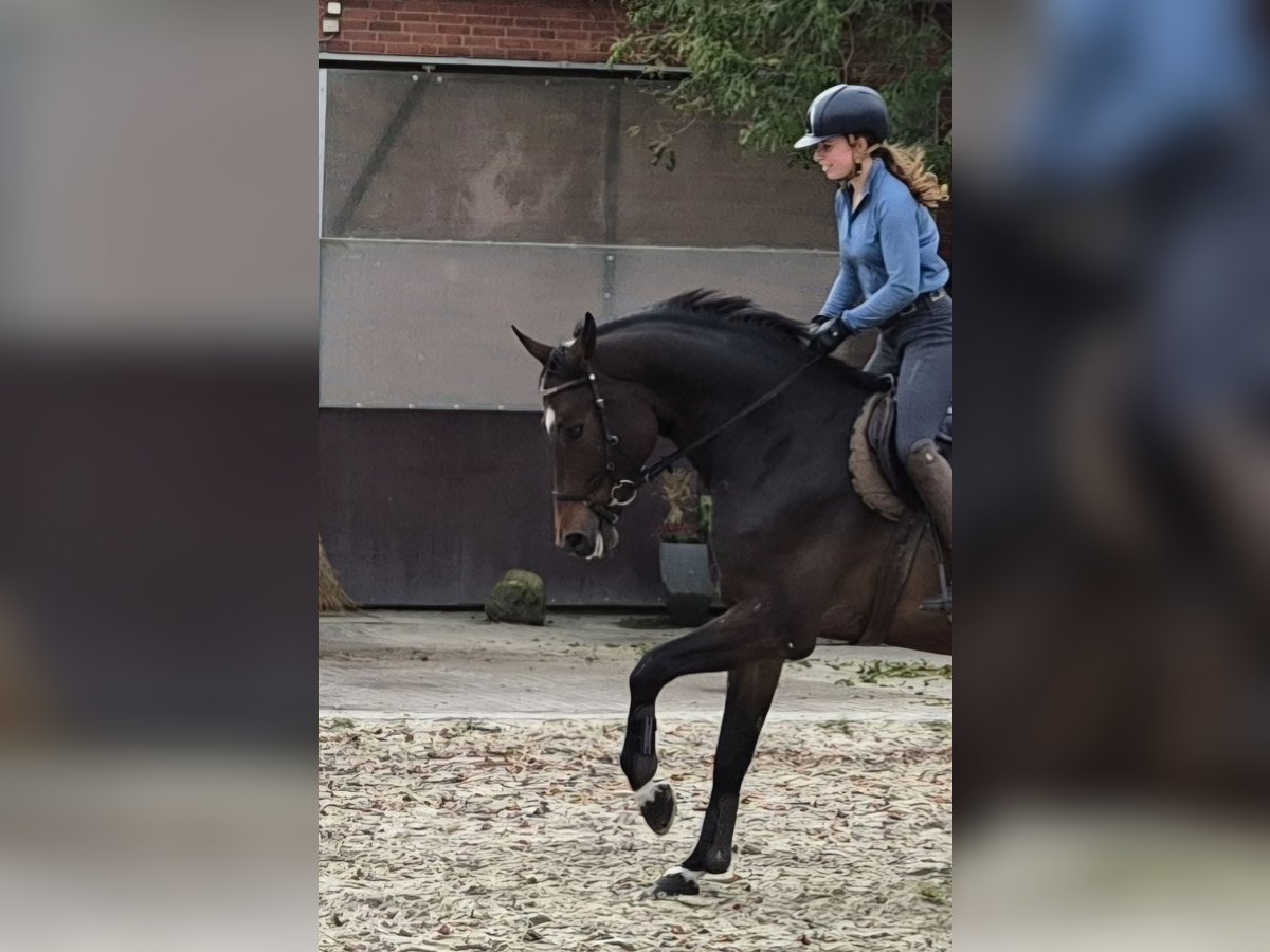 Hannover Castrone 6 Anni 173 cm Baio in Wunstorf