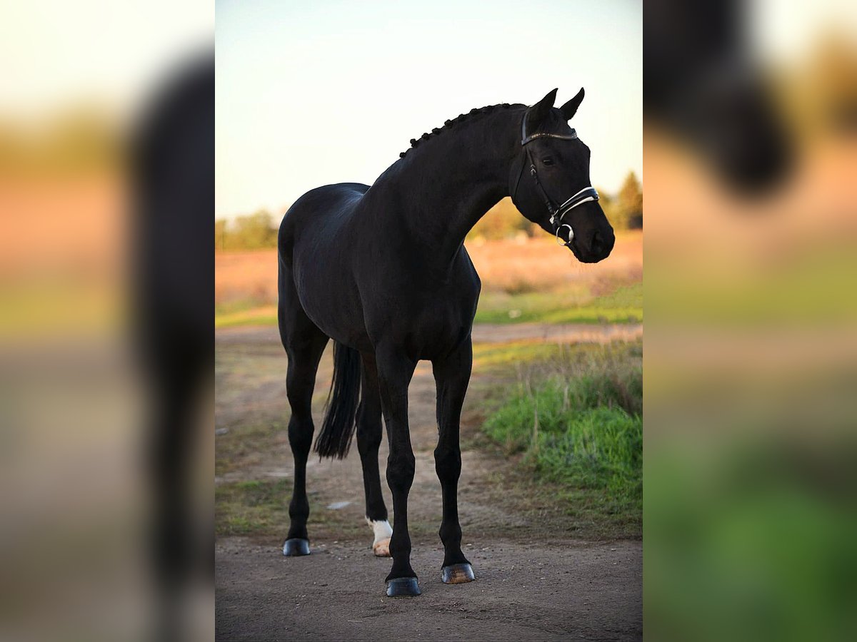 Hannover Castrone 6 Anni 175 cm Morello in Békésszentandrás