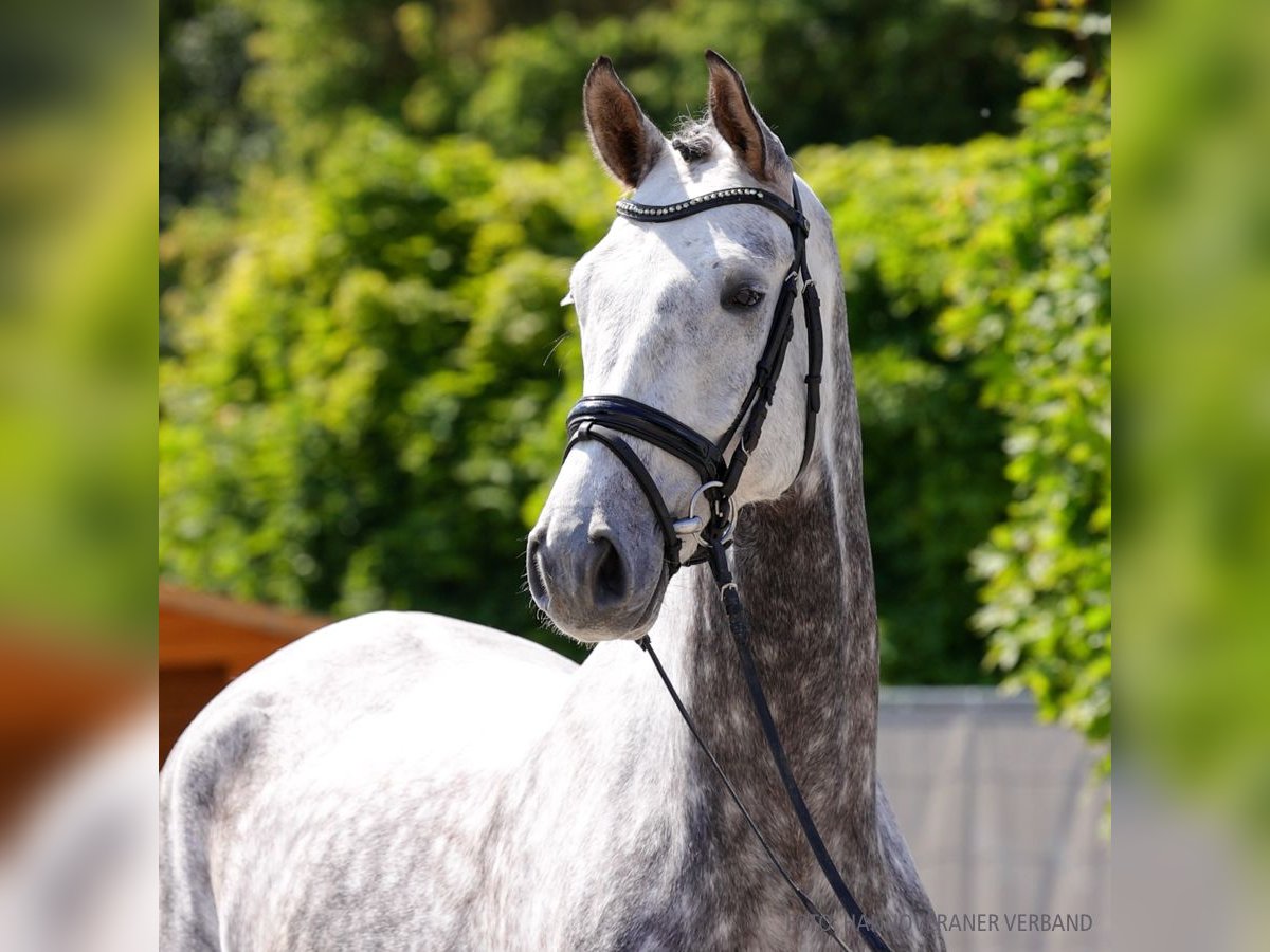 Hannover Castrone 6 Anni 178 cm Baio scuro in Verden
