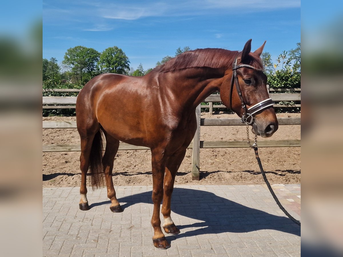 Hannover Castrone 6 Anni Sauro in Den Ham