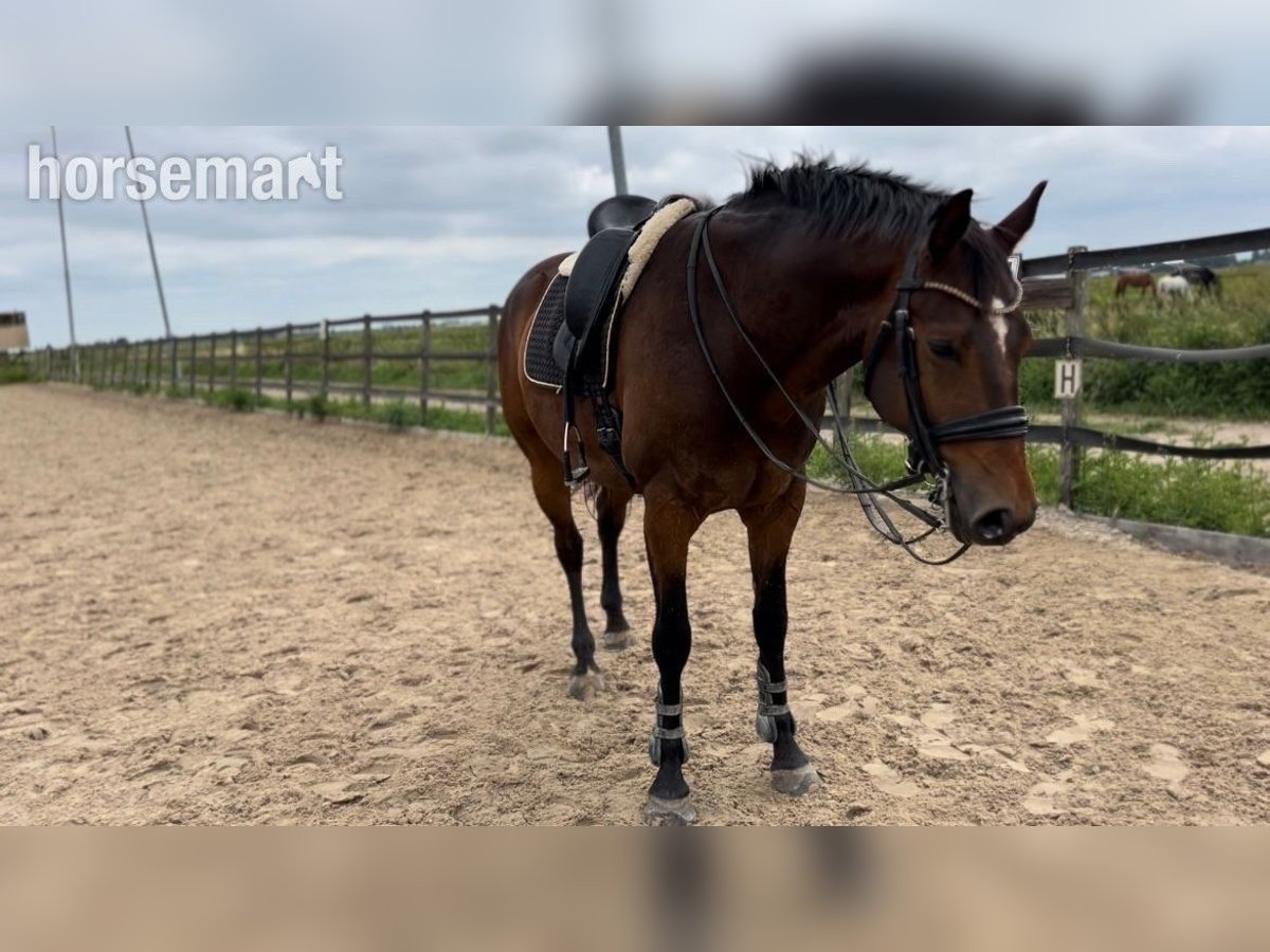 Hannover Castrone 7 Anni 165 cm Baio ciliegia in Amsterdam