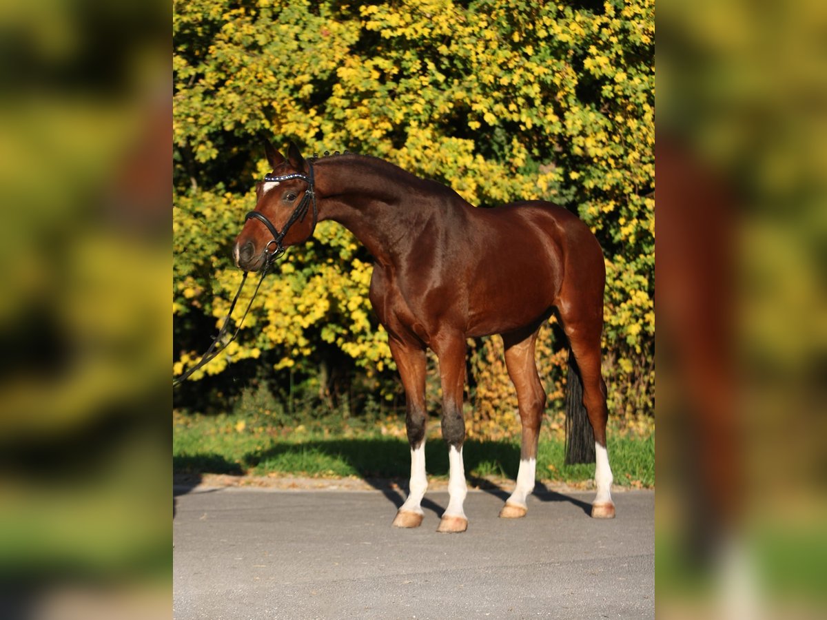 Hannover Castrone 7 Anni 169 cm Baio in Königsdorf