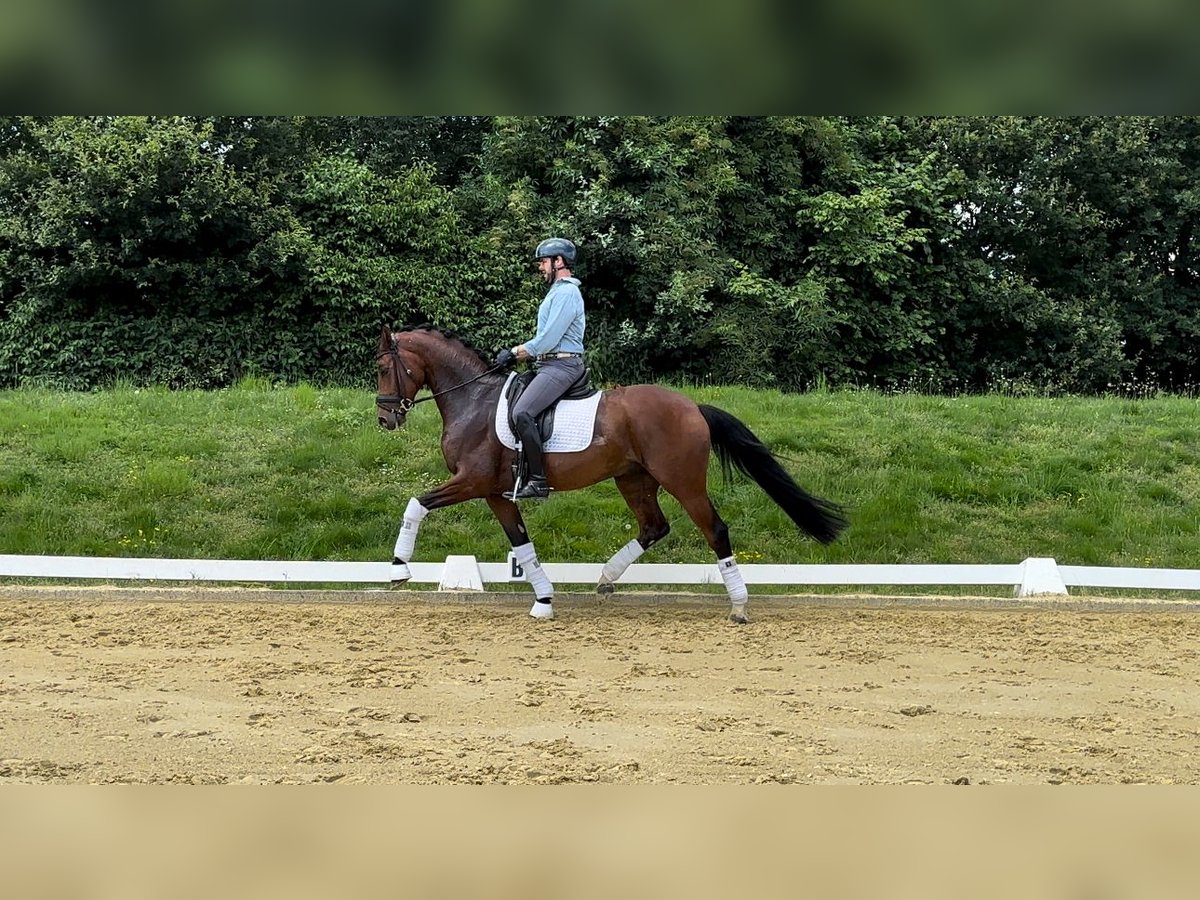 Hannover Castrone 7 Anni 170 cm Baio in RecklinghausenRecklinghausen