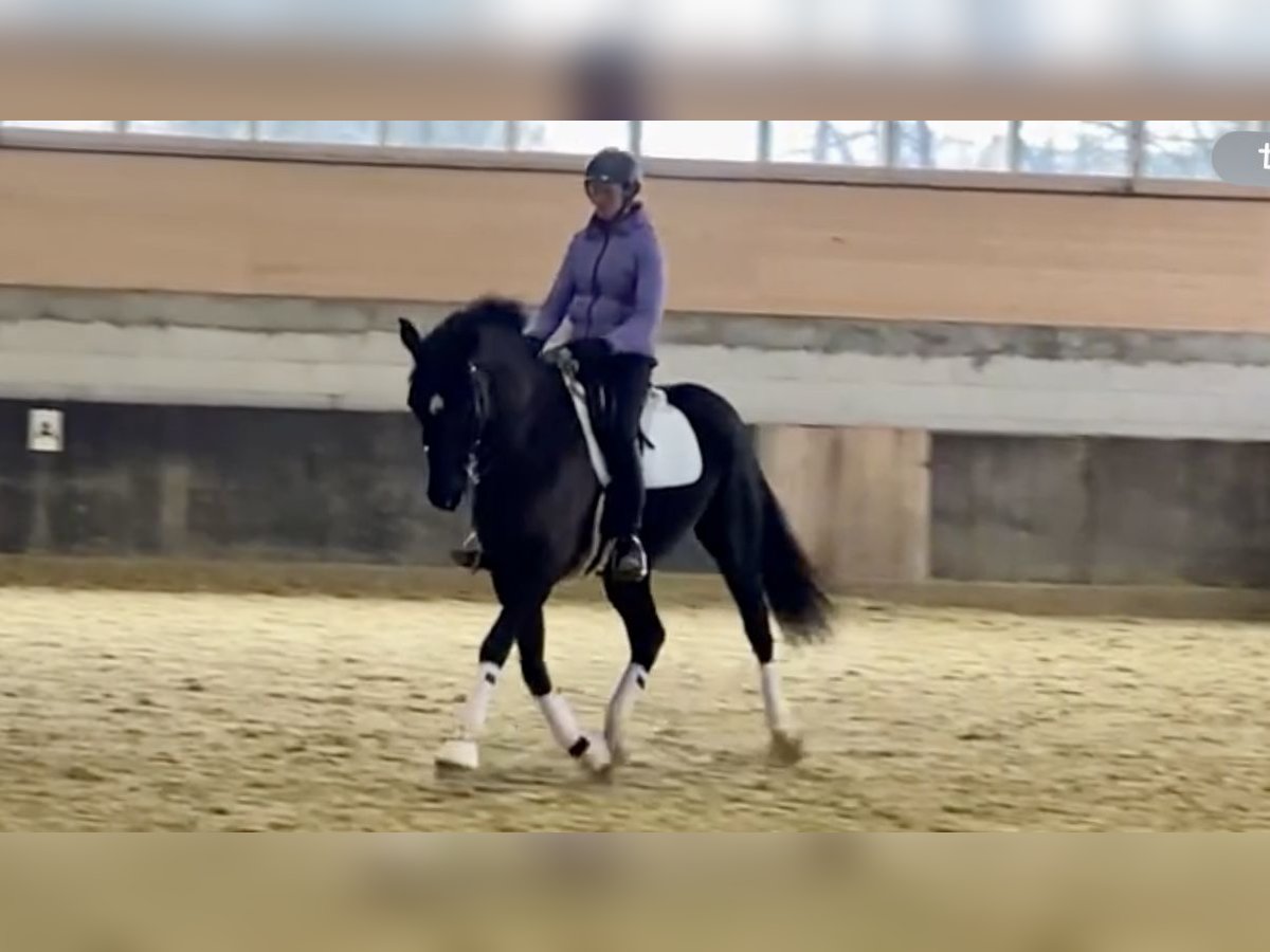 Hannover Castrone 7 Anni 170 cm Morello in Balve