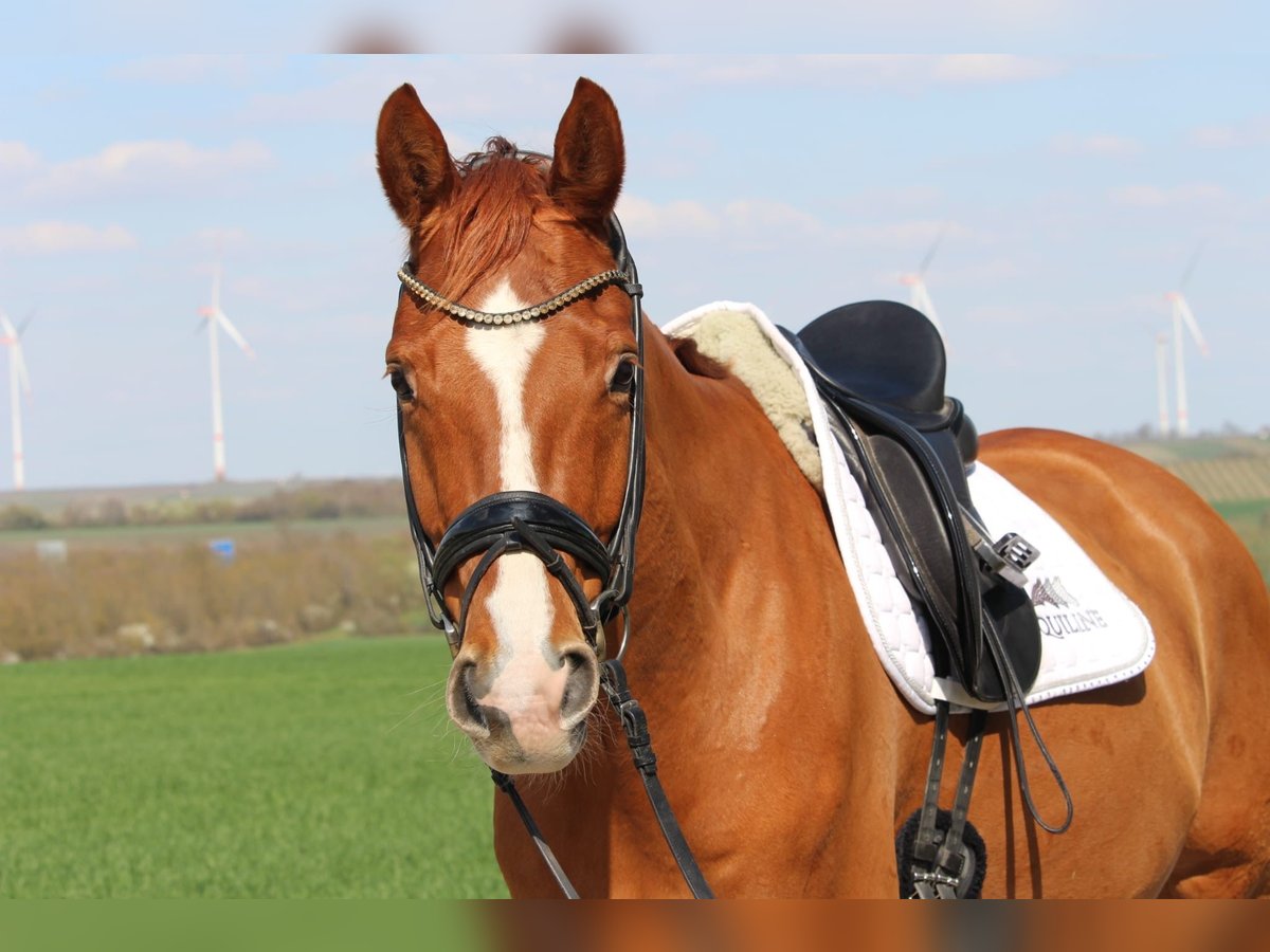 Hannover Castrone 7 Anni 170 cm Sauro in Albig