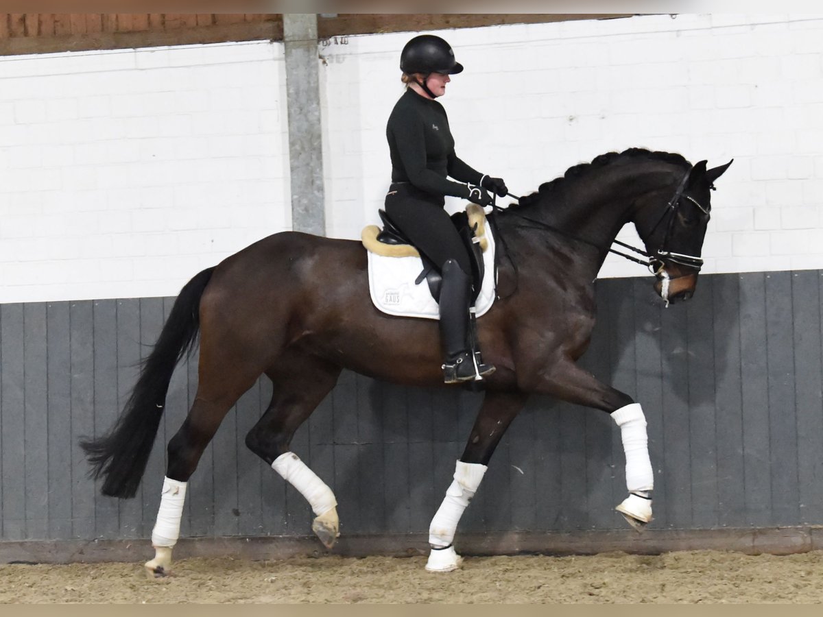 Hannover Castrone 7 Anni 184 cm Baio scuro in Tiddische