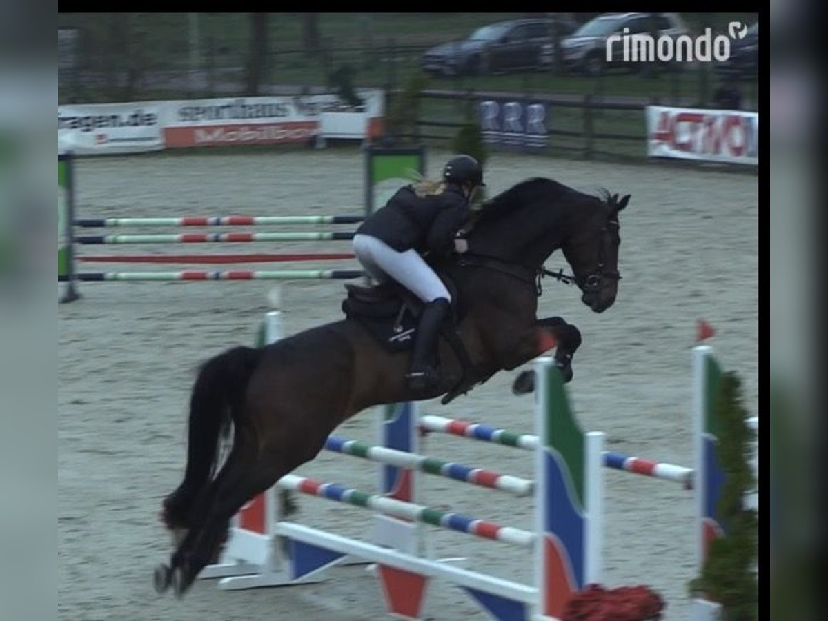 Hannover Castrone 7 Anni Baio in W&#xE4;chtersbach