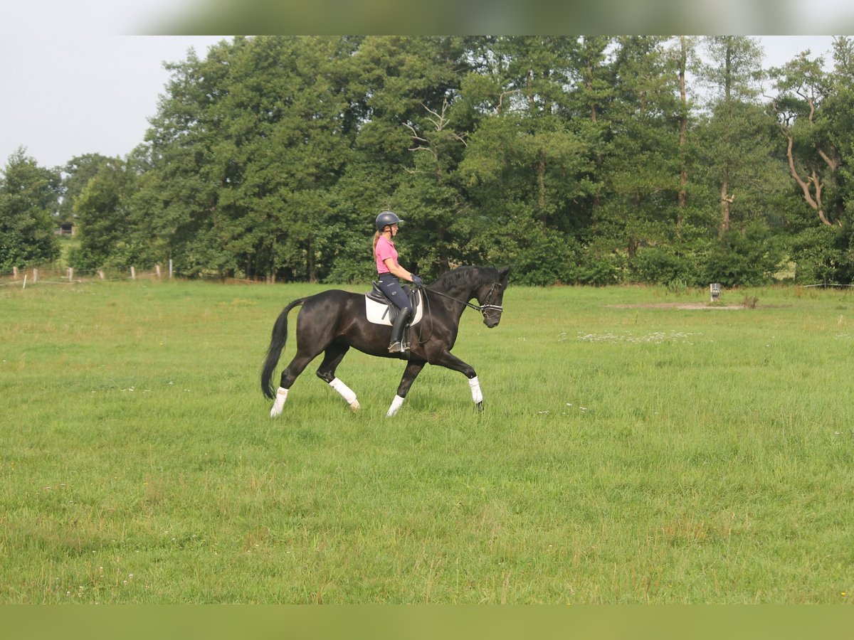 Hannover Castrone 8 Anni 165 cm Morello in Hepstedt