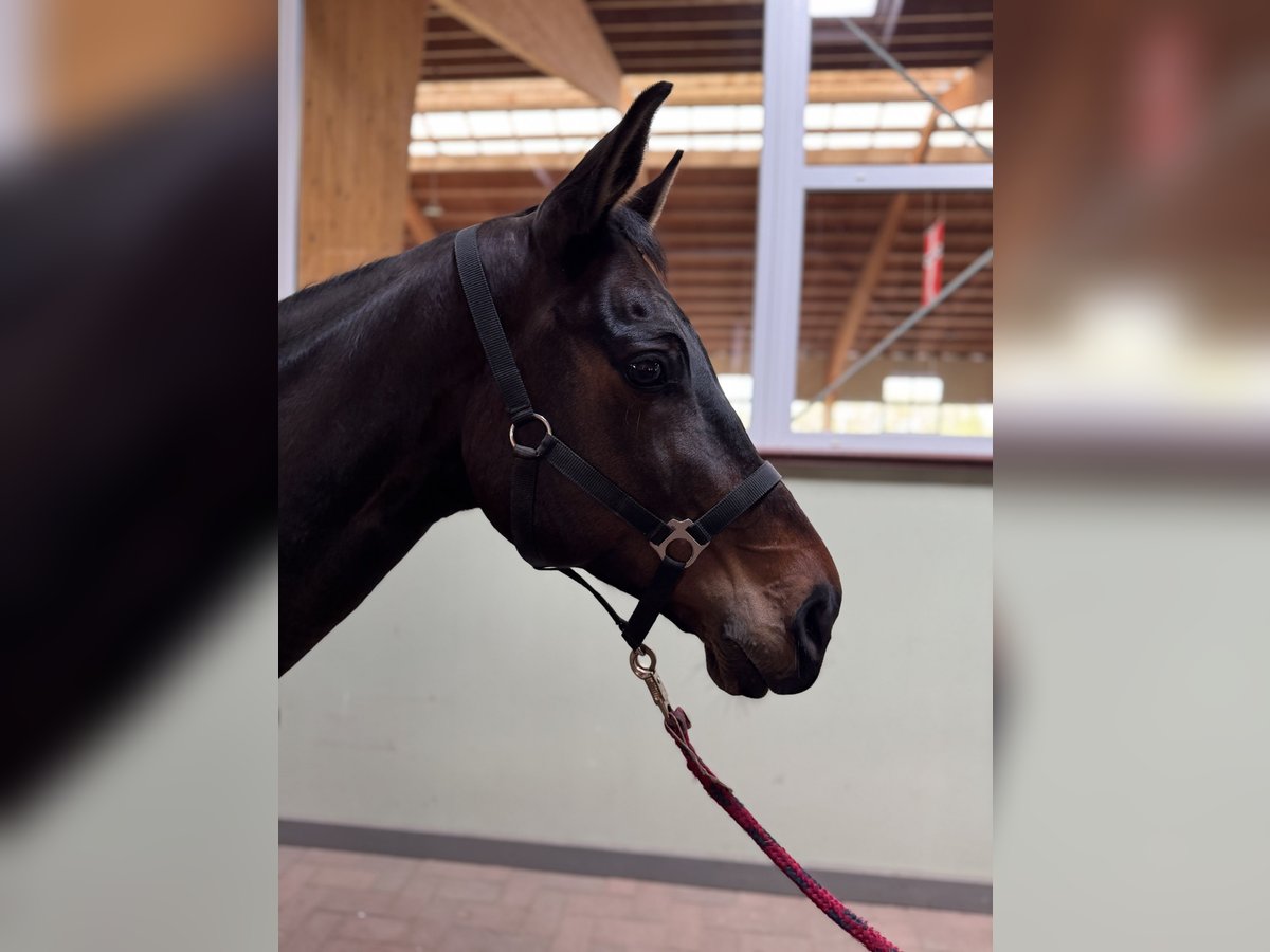 Hannover Castrone 8 Anni 167 cm Baio scuro in Börgerende-Rethwisch