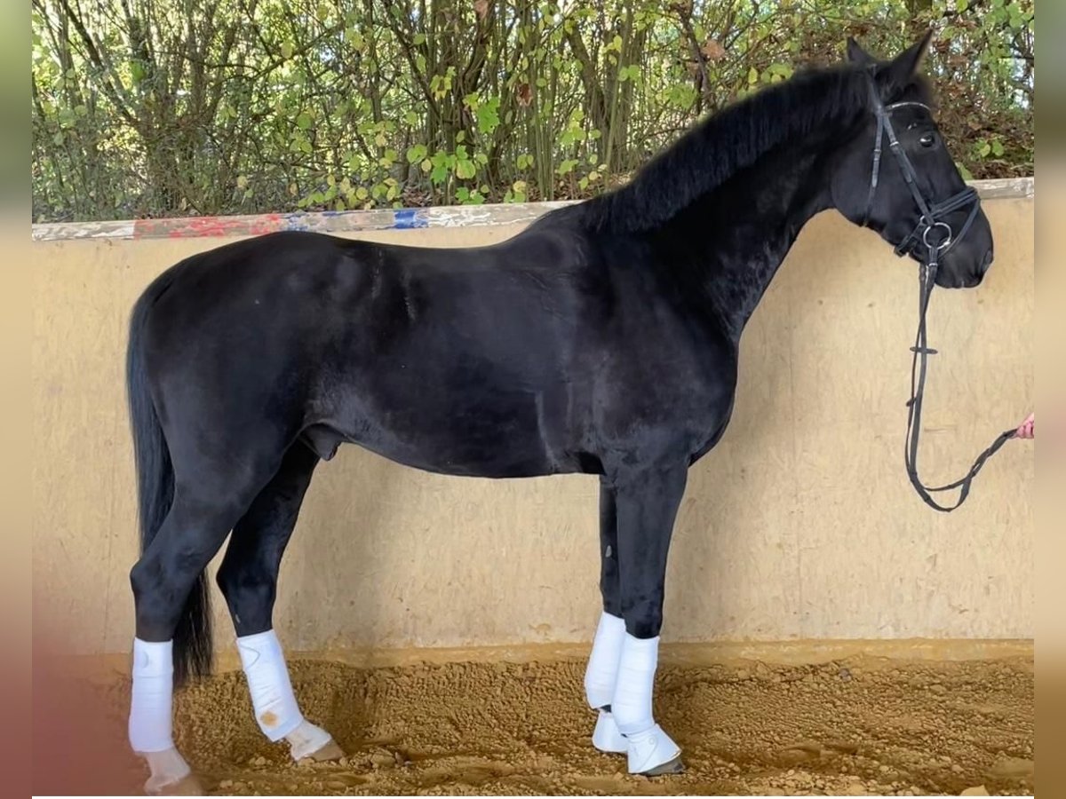 Hannover Castrone 8 Anni 168 cm Morello in Lohmar