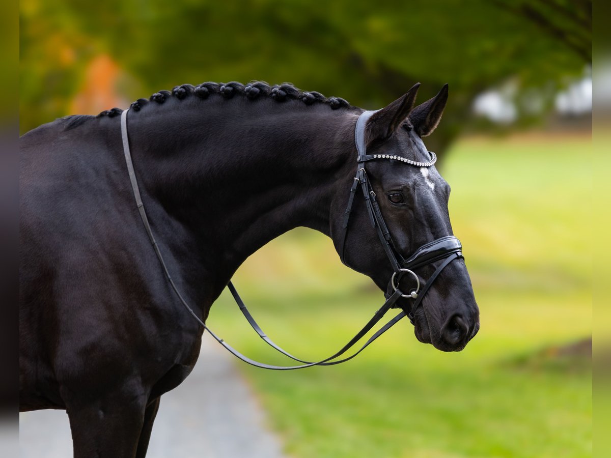 Hannover Castrone 8 Anni 170 cm Baio in Califon New Jersey