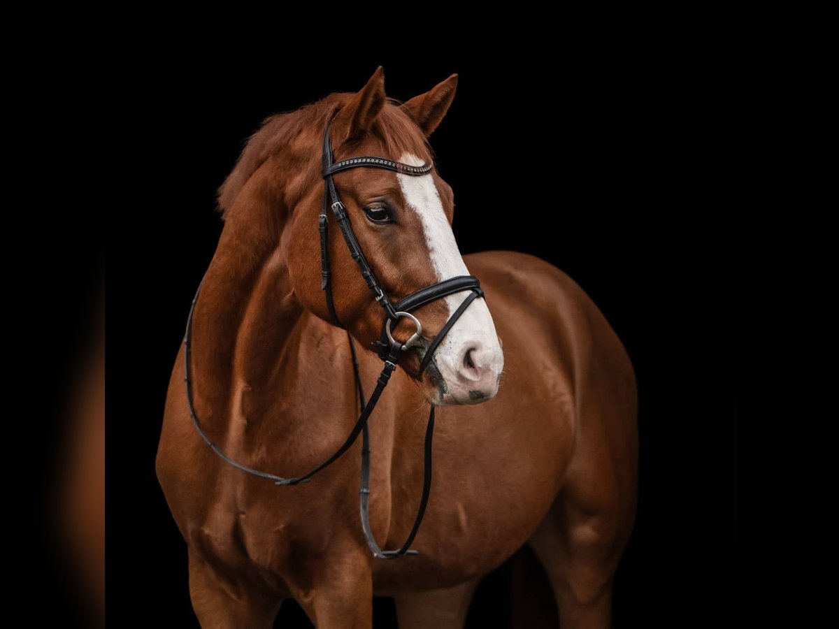 Hannover Castrone 8 Anni 170 cm Sauro in Walsrode