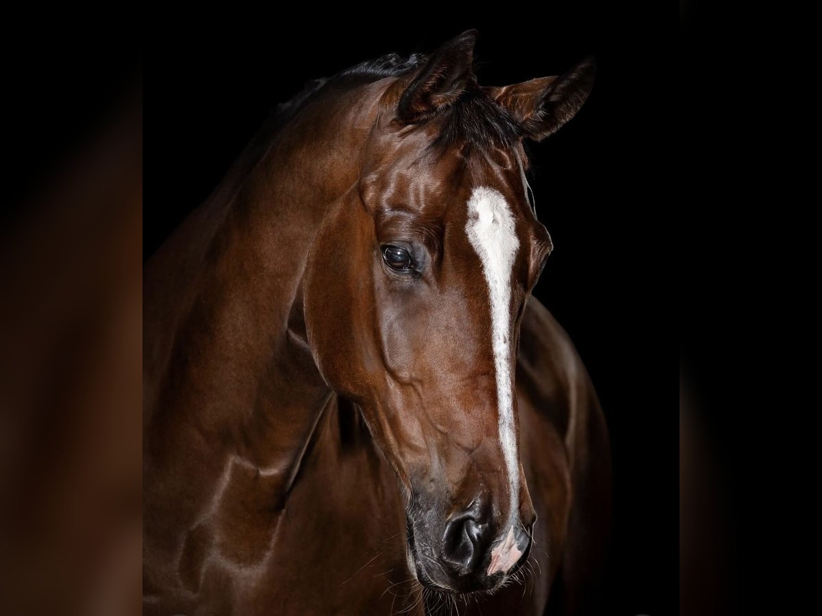 Hannover Castrone 8 Anni 173 cm Baio ciliegia in Zalesie G&#xF3;rne