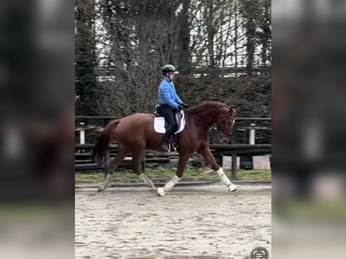 Hannover Castrone 8 Anni 173 cm Sauro in Hamm