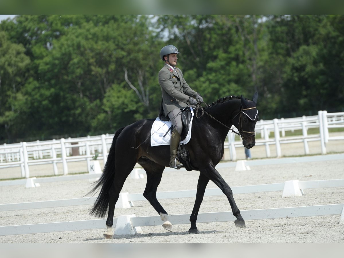 Hannover Castrone 8 Anni 174 cm Morello in Wien