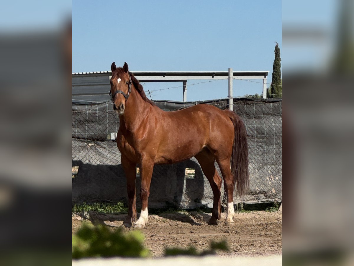 Hannover Castrone 8 Anni 174 cm Sauro in Castellon De La Plana/Castello De La Pla