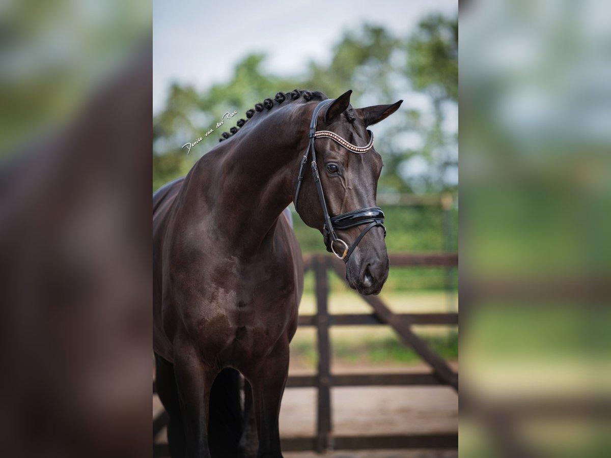 Hannover Castrone 8 Anni 177 cm Morello in Nispen