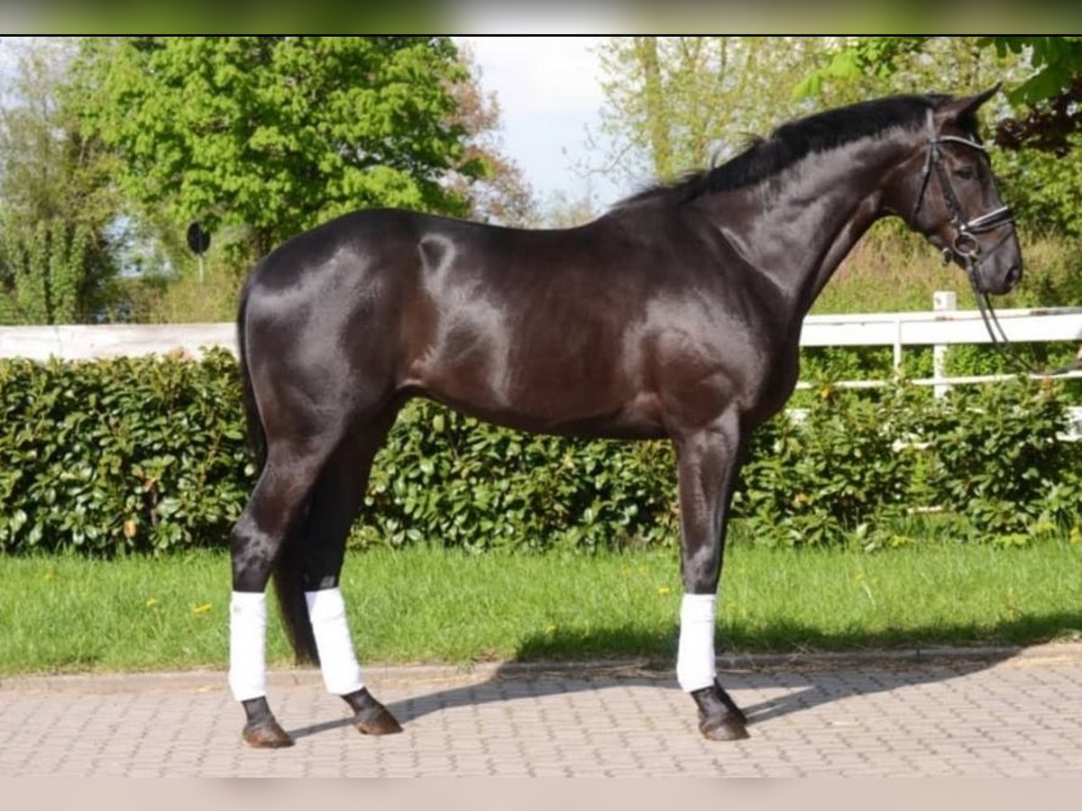 Hannover Castrone 8 Anni 178 cm Baio nero in Hohen Neuendorf