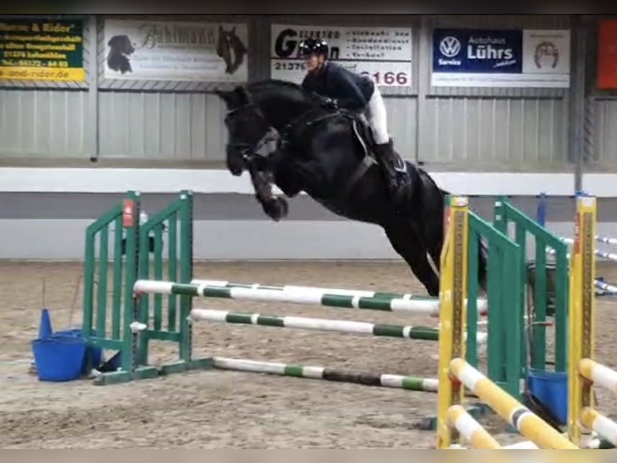 Hannover Castrone 8 Anni 180 cm Baio nero in Egestorf