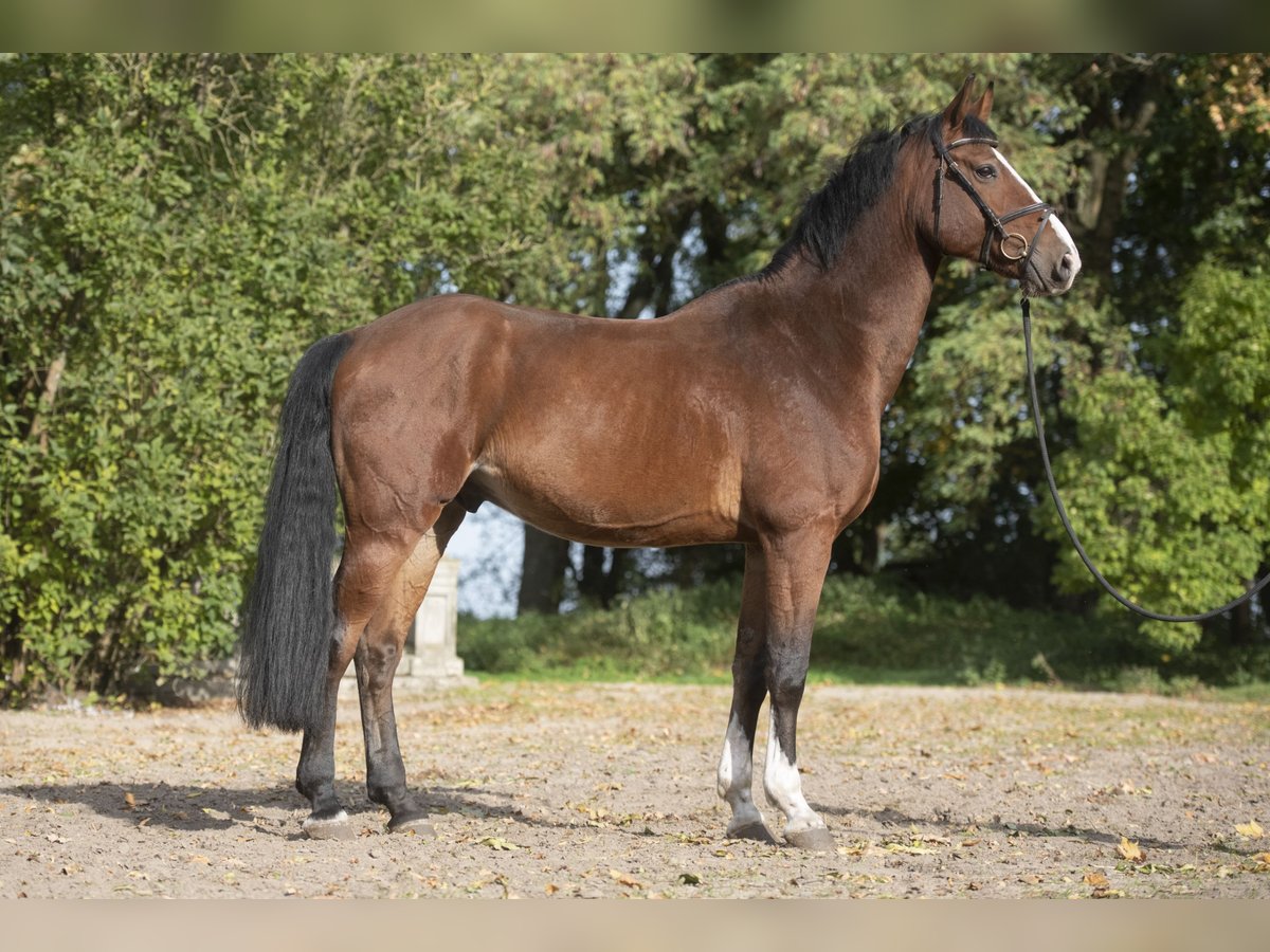 Hannover Castrone 9 Anni 169 cm Baio ciliegia in Posadowo