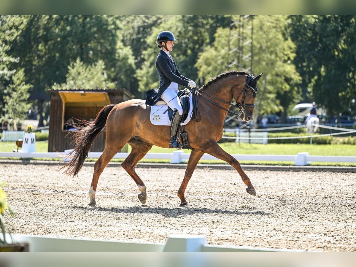 Hannover Castrone 9 Anni 170 cm Sauro scuro in Bramstedt