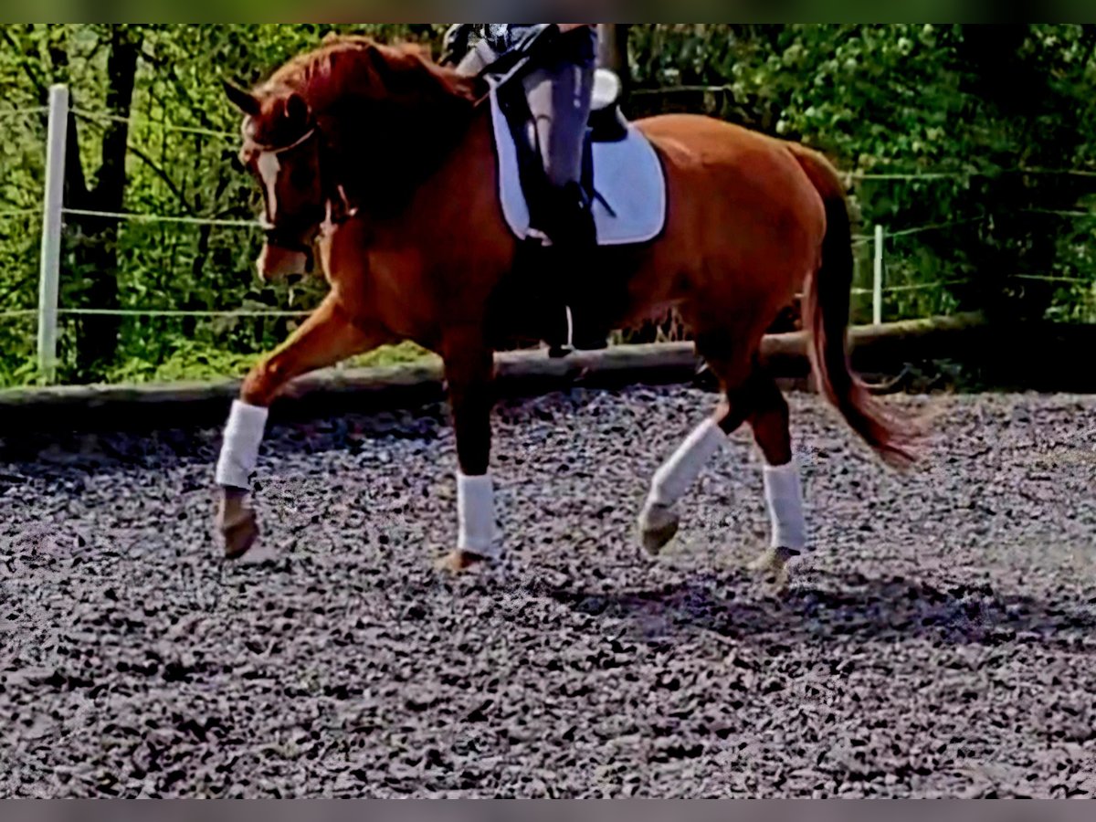 Hannover Castrone 9 Anni 173 cm Sauro in Donzdorf