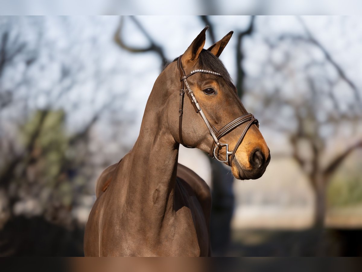 Hannover Castrone 9 Anni 174 cm Baio in Niemegk OT Neuendorf