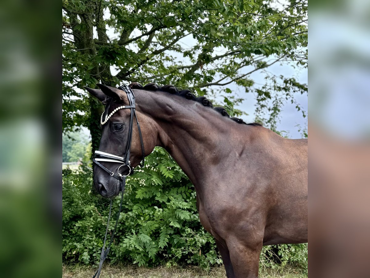 Hannover Castrone 9 Anni 176 cm Baio nero in Münster