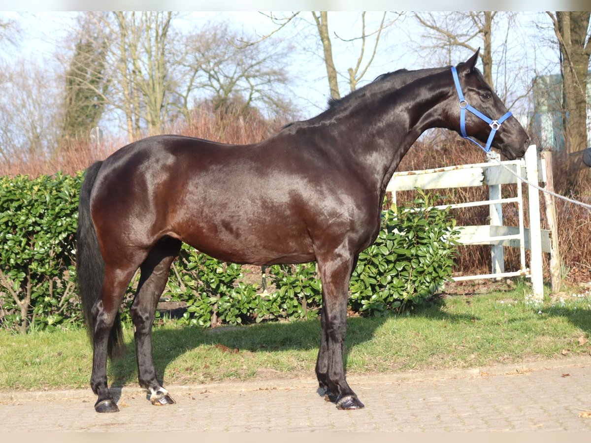 Hannover Giumenta 10 Anni 164 cm Morello in Selsingen