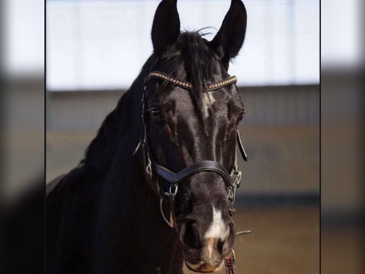 Hannover Giumenta 10 Anni 165 cm Baio nero in Stuttgart Botnang