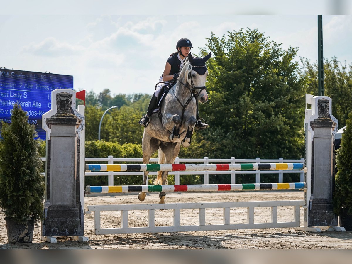 Hannover Giumenta 10 Anni 167 cm Grigio in Dortmund