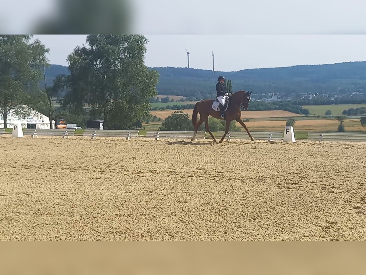 Hannover Giumenta 10 Anni 168 cm Sauro in Spall