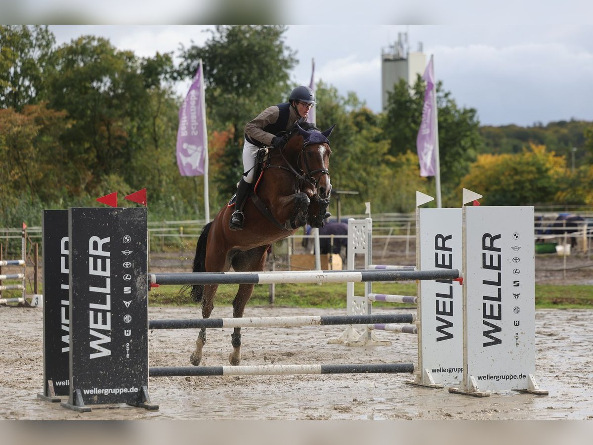 Hannover Giumenta 10 Anni 169 cm Baio in Burgwedel Hannover Giumenta 10 Anni 169 cm Baio in Burgwedel