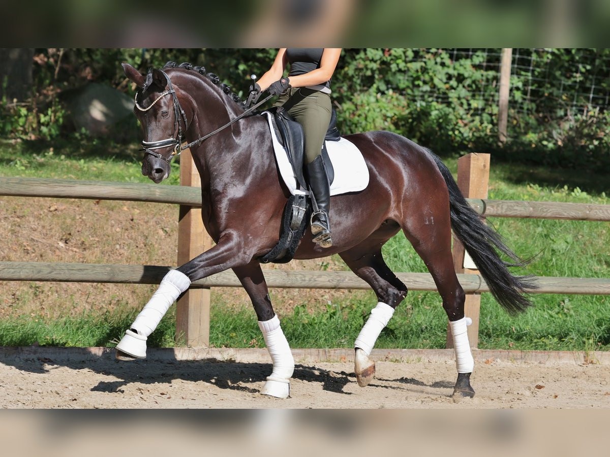 Hannover Giumenta 10 Anni 170 cm Morello in Ibbenb&#xFC;ren