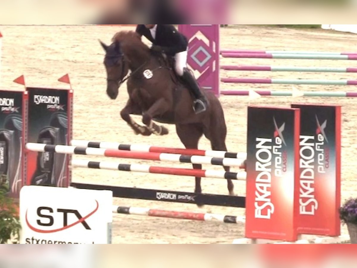 Hannover Giumenta 10 Anni 172 cm Sauro in Schneverdingen