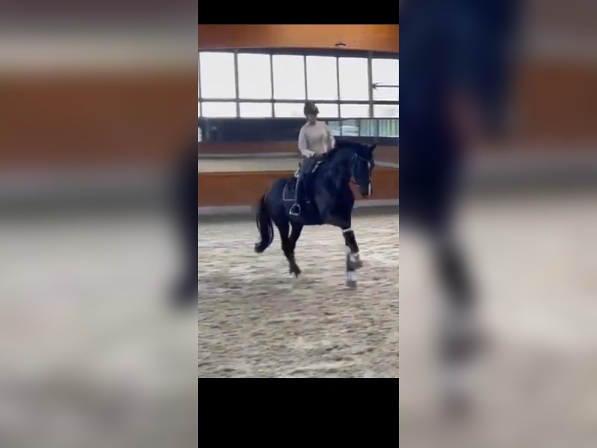 Hannover Giumenta 10 Anni 176 cm Morello in K&#xF6;ln