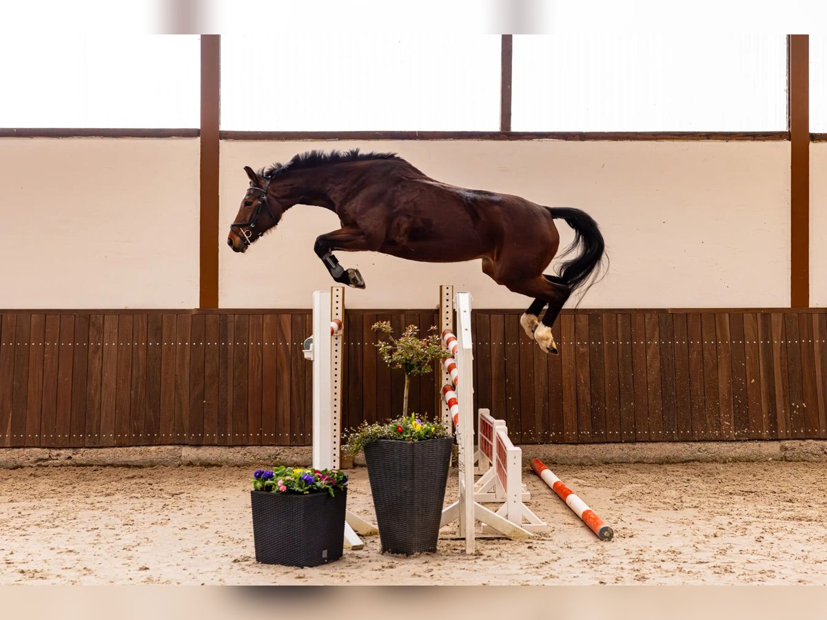 Hannover Giumenta 11 Anni 154 cm Baio in Merzig