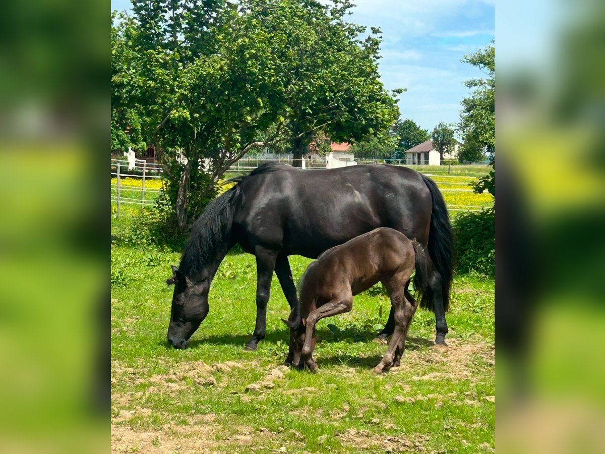 Hannover Giumenta 11 Anni 163 cm Morello in Bad Wurzach