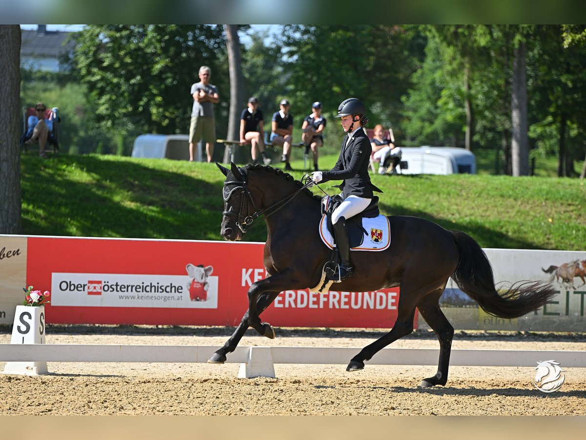 Hannover Giumenta 11 Anni 167 cm Morello in Bad Tatzmannsdorf