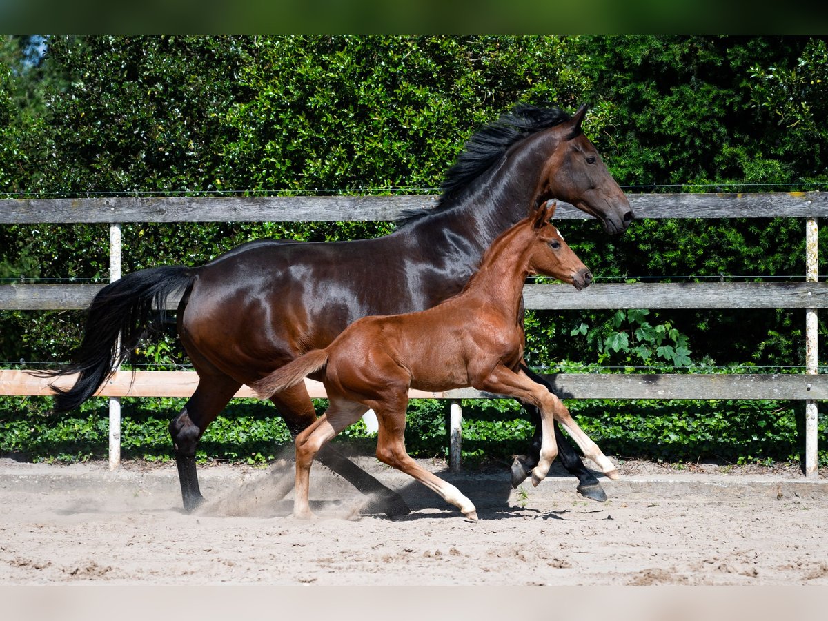 Hannover Giumenta 11 Anni 168 cm Baio scuro in Nordhorn