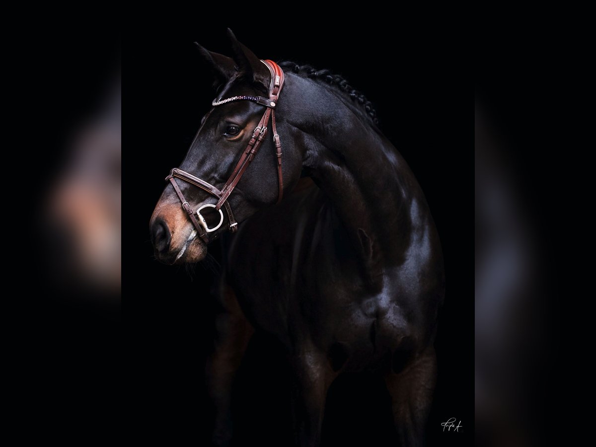 Hannover Giumenta 11 Anni 170 cm Baio in Halle