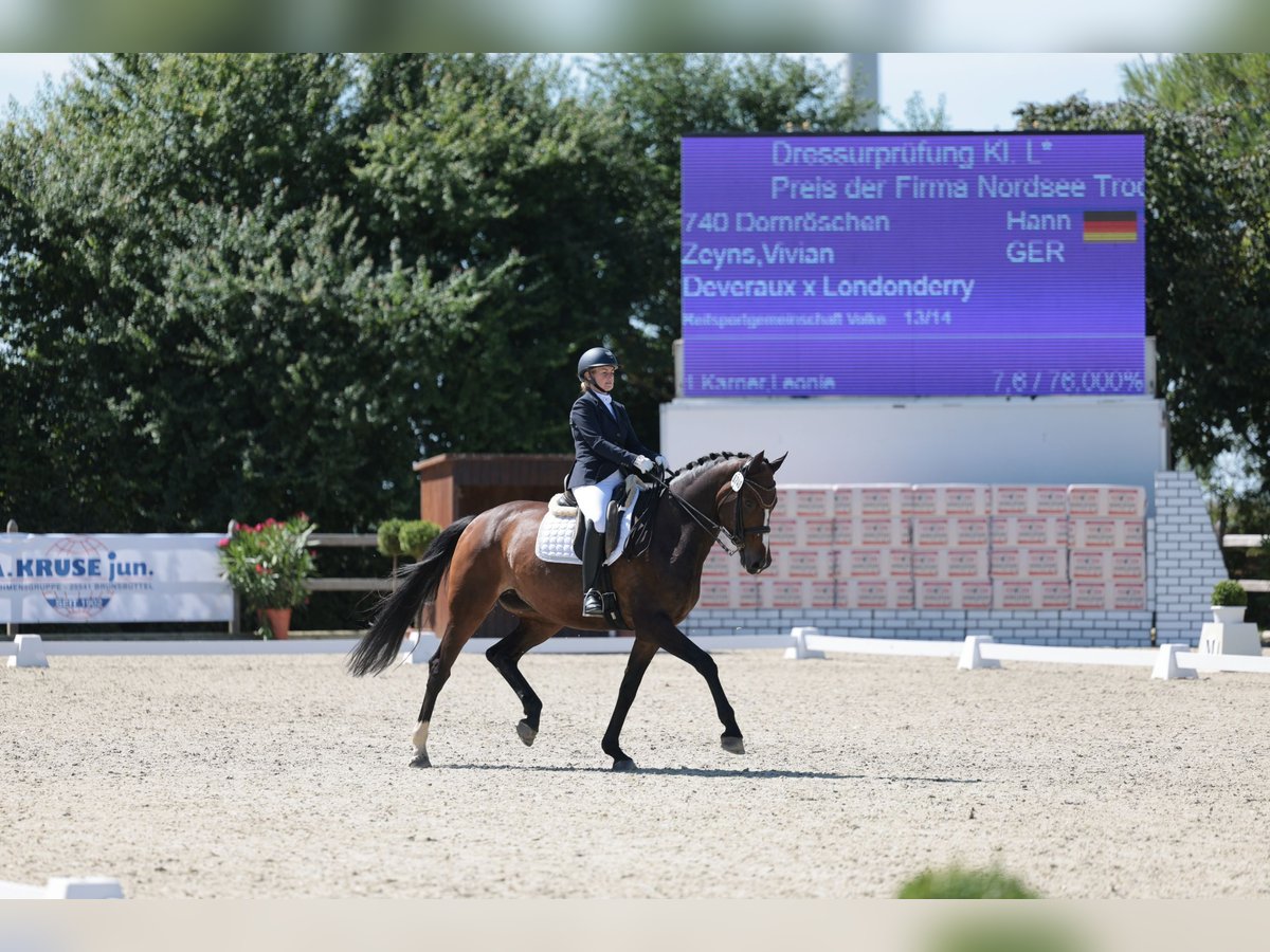 Hannover Giumenta 11 Anni 173 cm Baio scuro in Hemmingstedt