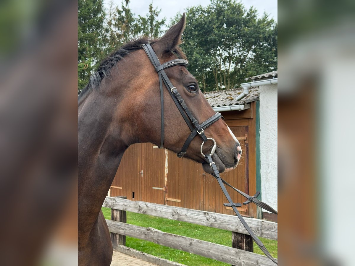 Hannover Giumenta 11 Anni 174 cm Baio scuro in Grevesm&#xFC;hlen