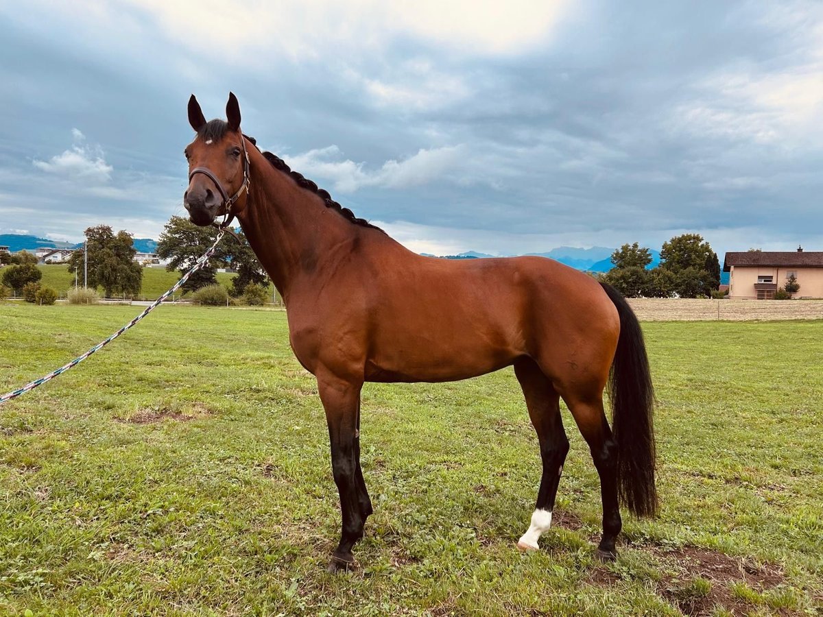 Hannover Giumenta 11 Anni 176 cm Baio in Eschenbach LU