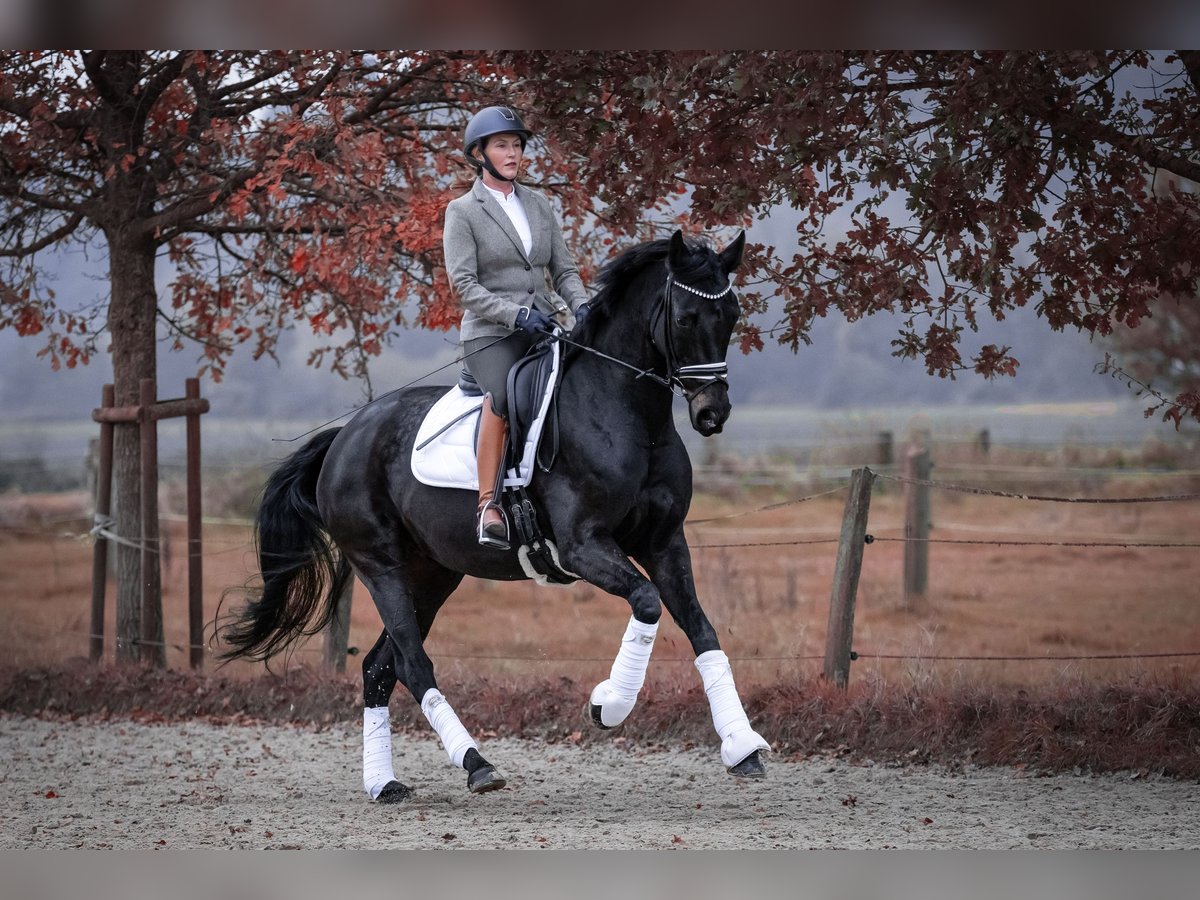 Hannover Giumenta 12 Anni 167 cm Baio nero in Bochum