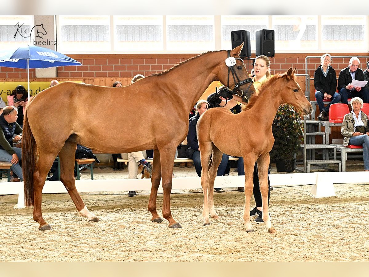 Hannover Giumenta 12 Anni 167 cm Sauro in Grasberg