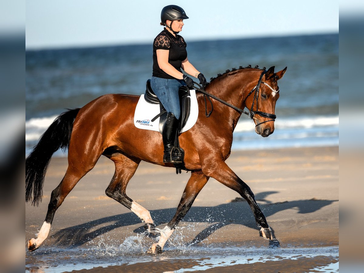 Hannover Giumenta 12 Anni 170 cm Baio in Korbach