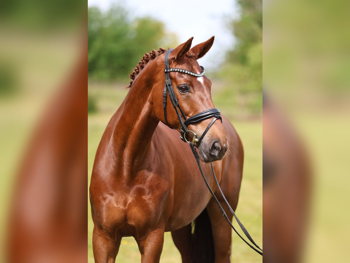 Hannover Giumenta 12 Anni 170 cm Sauro in Sassenberg